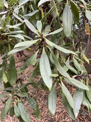 Myoporum