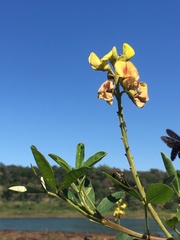 Crotalaria