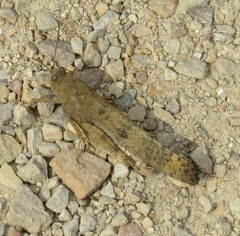 Dissosteira carolina