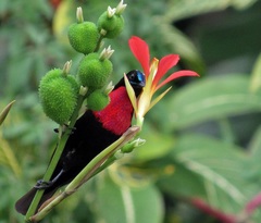 Chalcomitra senegalensis gutturalis