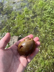Pomacea maculata