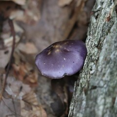 Cortinarius iodes