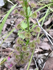 Drosera porrecta