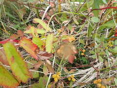 Myrica gale tomentosa
