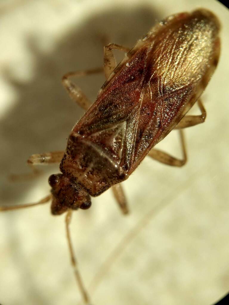 Orsillacis producta