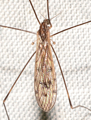 Neolimonia rara