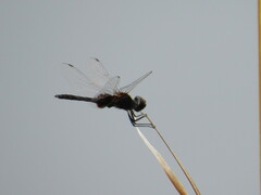 Macrodiplax balteata