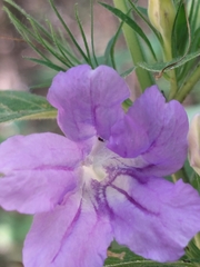 Ruellia drummondiana