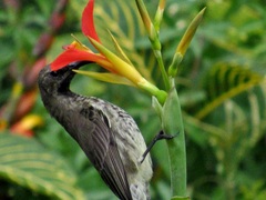 Chalcomitra senegalensis gutturalis
