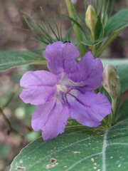 Ruellia drummondiana