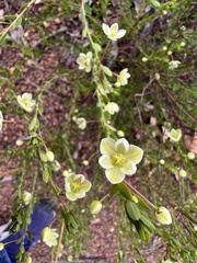 Phyllanthus calycinus