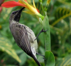 Chalcomitra senegalensis gutturalis