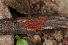 Nectriaceae
