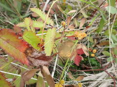 Myrica gale tomentosa