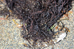 Desmarestia aculeata