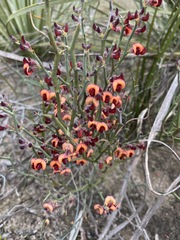 Daviesia brevifolia