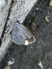 Celastrina argiolus ladonides