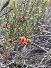 Daviesia brevifolia