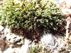 Grimmiaceae
