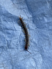 Scolopendra polymorpha