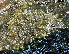 Dermatocarpon miniatum