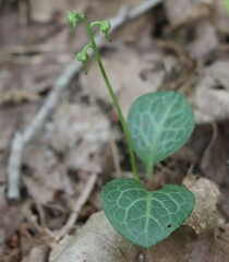 Pyrola americana