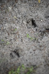 Odocoileus virginianus