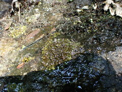 Dermatocarpon miniatum