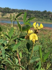 Crotalaria