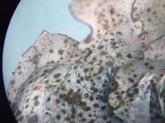 Dermatocarpon miniatum