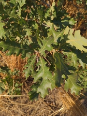 Quercus gambelii