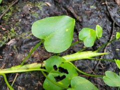Calla palustris