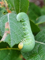 Trichiosoma triangulum