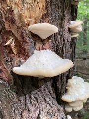 Climacocystis borealis