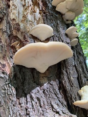 Climacocystis borealis