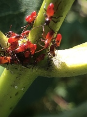 Uroleucon nigrotuberculatum