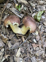 Stropharia rugosoannulata