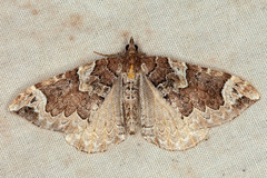 Eulithis xylina