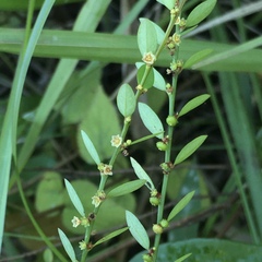 Phyllanthus