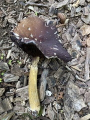 Stropharia rugosoannulata