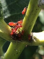 Uroleucon nigrotuberculatum