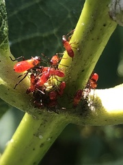 Uroleucon nigrotuberculatum