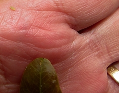 Ciriacremum capense