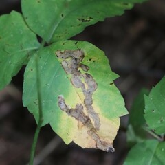 Cameraria guttifinitella