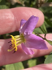 Rhexia mariana