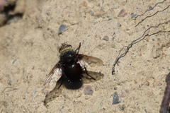 Juriniopsis