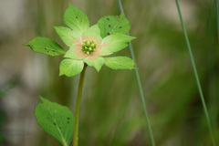 Euphorbia schiedeana