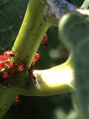 Uroleucon nigrotuberculatum