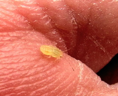 Ciriacremum capense