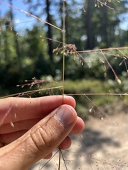 Eragrostis capillaris